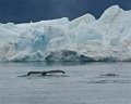 Ilulissat (9)